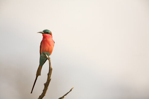 Southern Carmine Bee-eater - Merops nubicoides - CUF34474