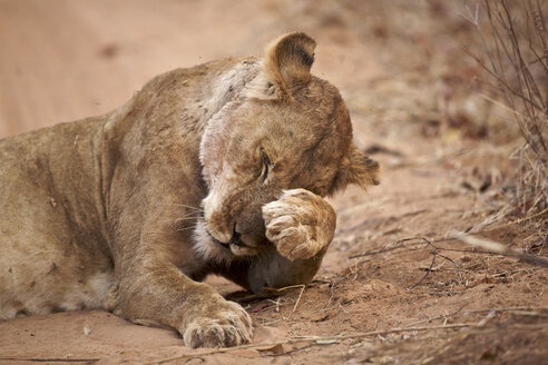 Löwin - Panthera leo - CUF34476