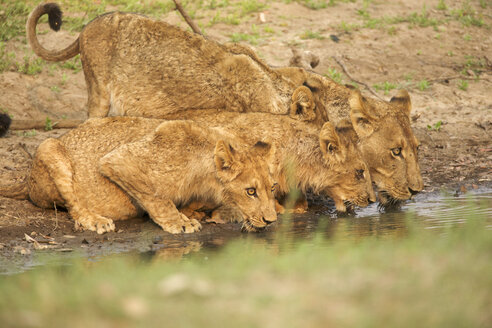 Löwin und Jungtiere - Panthera leo - trinken am Bach - CUF34477