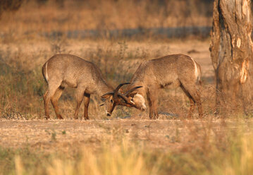 Wasserbock - Kobus ellipsiprymnus - Jungbullen beim Sparring im Dämmerlicht - CUF34479