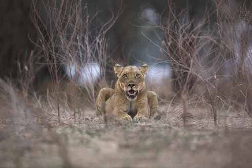 Lioness - Panthera leo - in evening light - CUF34480