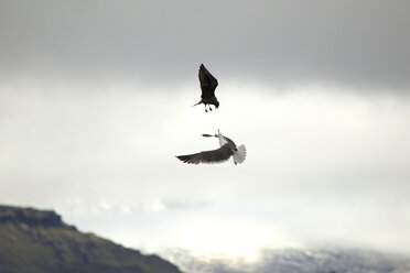 Arctic Skua - Stercorarius parasiticus - attacking an incoming Gull to get it to disgorge its catch - CUF34489