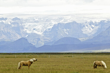 Gletscher und Islandpferde - CUF34490