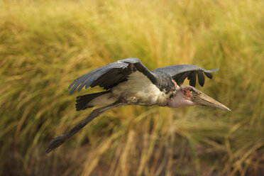 Marabou stork - Leptoptilos crumeniferus, Mana Pools National Park, Zimbabwe - CUF34493