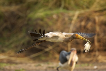 Junger Gelbschnabelstorch - Mycteria ibis, Mana Pools National Park, Simbabwe - CUF34494