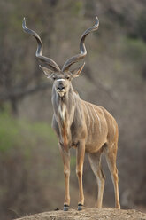 Kudu-Bulle - Tragelaphus strepsiceros, Mana Pools National Park, Simbabwe - CUF34496