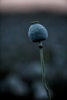 Mohnpflanzen, Papaver somniferum, Samengefäß, im Abendlicht - NOF00028