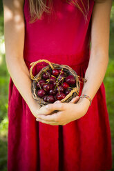 Little girl holding basket with cherries - LVF07140