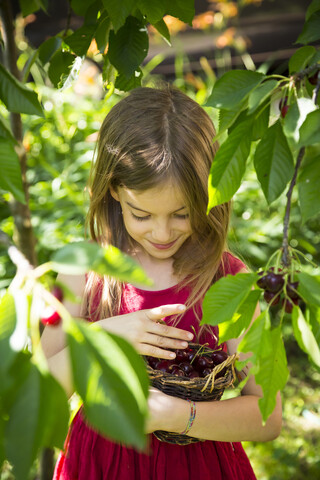 Portrait of little girl with basket full of cherries stock photo