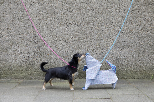 Blue origami dog and dog sniffing - PSTF00155