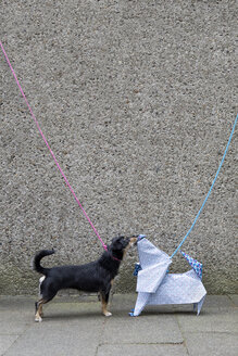 Blue origami dog and dog sniffing - PSTF00156