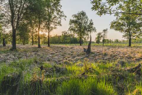 Germany, Hamburg, Duvenstedter Brook, marshy landscape stock photo