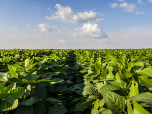 Serbia, Vojvodina. Green soybean field, Glycine max - NOF00029