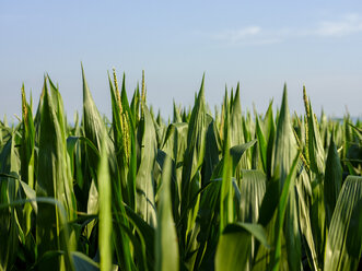 Serbien, Vojvodina: Grüner Mais, männliche Blüten, Zea mays - NOF00031