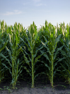 Serbien, Vojvodina: Grüne Maisstängel in einer Reihe, Zea mays - NOF00032