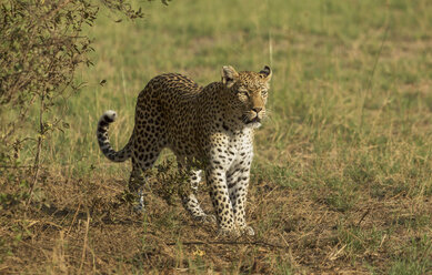 Jagd auf den Leoparden (Panthera pardus) - CUF34890