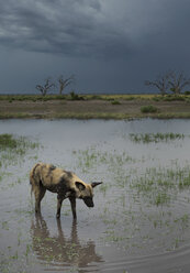 Afrikanischer Wildhund (Lycaon Pictus) - CUF34891