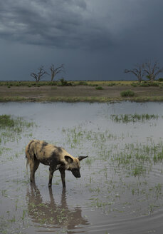 African Wild Dog (Lycaon Pictus) - CUF34891