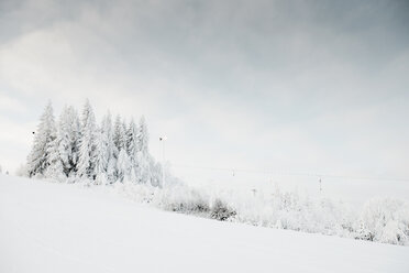 Snow covered trees - CUF35084