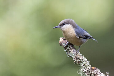 Pygmy Nuthatch, Sitta pygmaea, Forest Knolls, California, USA - CUF35549