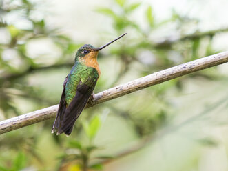 White-tailed starfrontlet, Coeligena phalerata, Minca, Magdalena, Colombia - CUF35554