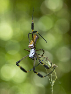 Goldener Seidenspiegelweber, Nephila sp, Parque Tayrona, Magdalena, Kolumbien - CUF35556