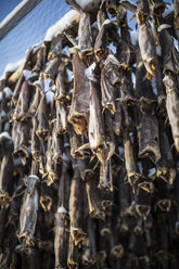 Skrei, Cod fish drying, Lofoten, Norway - CUF35560