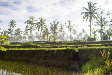 Reisfeld in der Nähe von Ubud, Bali, Indonesien - CUF35617