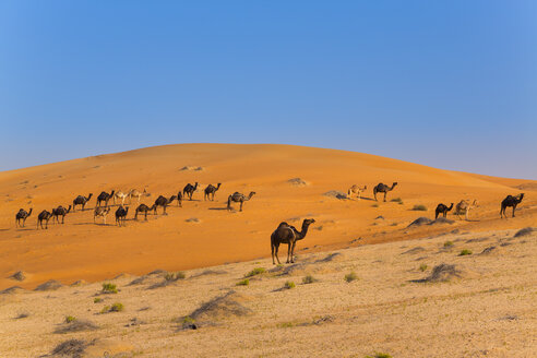 Wüste Rub al-Khali, leeres Viertel, Wüste Liwa, Vereinigte Arabische Emirate - CUF35640