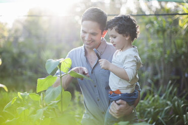 Mid adult man and son looking at plants in allotment - CUF35728