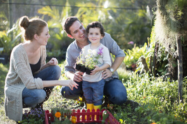 Couple and son planting miniature garden on allotment - CUF35743