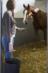 Weiblicher Stallknecht füttert Pferd im Stall - CUF35761