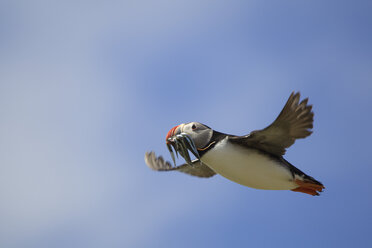 Atlantic Puffin (Fratercula arctica) in flight with fish in mouth, Farne Islands, Northumberland, England - CUF35803