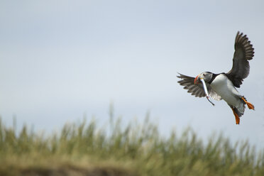 Papageientaucher (Fratercula arctica) im Flug mit Fisch im Maul, Farne-Inseln, Northumberland, England - CUF35815