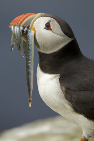 Papageientaucher (Fratercula arctica) mit Fisch im Maul, Farne-Inseln, Northumberland, England, lizenzfreies Stockfoto