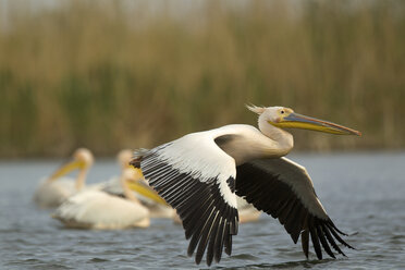 Weißwangenpelikane (Pelecanus onocrotalus), Donaudelta, Rumänien - CUF35818