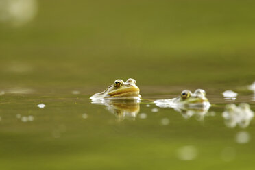 Mating frogs in water, Danube Delta, Romania - CUF35819