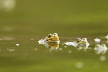 Sich paarende Frösche im Wasser, Donaudelta, Rumänien - CUF35819