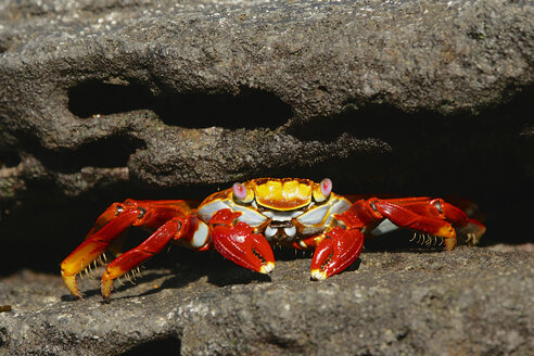 Sally-Leichtfußkrabbe (Grapsus Grapsus), Galapagos-Inseln, Ecuador - CUF35825