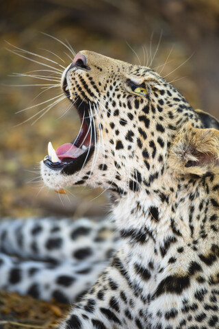 Nahaufnahme eines Leoparden (Panthera pardus), Mashatu Wildreservat, Botswana, Afrika, lizenzfreies Stockfoto