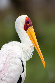 Porträt des Gelbschnabelstorchs (Mycteria ibis), Lake Nakuru National Park, Kenia, Afrika - CUF35829