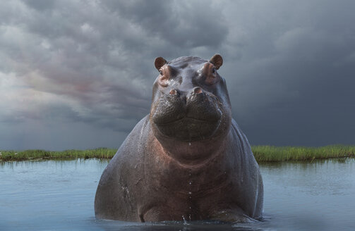 Flusspferd (Hippopotamus amphibius) - CUF35855