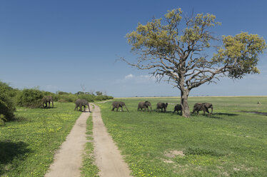 Afrikanische Elefanten (Loxodonta africana) gehen in einer Reihe - CUF35857