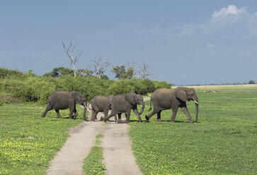 Afrikanische Elefanten (Loxodonta africana) - CUF35858