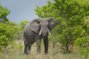 Afrikanischer Elefant (Loxodonta africana) - CUF35859