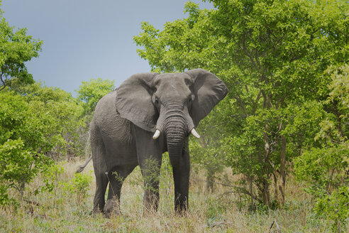 Afrikanischer Elefant (Loxodonta africana) - CUF35859