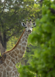 Giraffe (Giraffa camelopardalis) - CUF35861