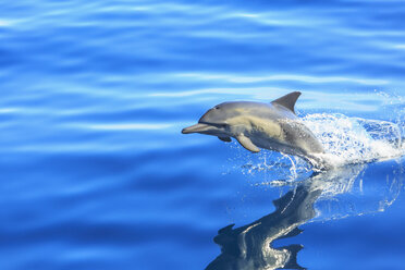 Einzelner Langschnauzen-Delfin (Delphinus capesis), der aus dem Meer springt, San Diego, Kalifornien, USA - ISF14437