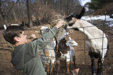 Junge füttert Ziegen über den Zaun - ISF14476