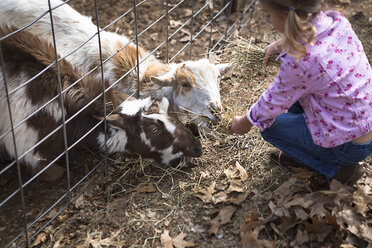 Junges Mädchen füttert Ziegen unter dem Zaun - ISF14477